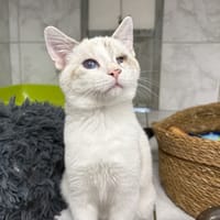 ARMAND, chat à adopter