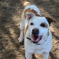 NINETTE (réservée), chienne à adopter