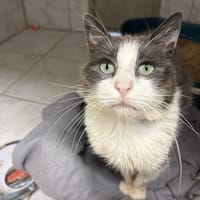 mignon, chat à adopter