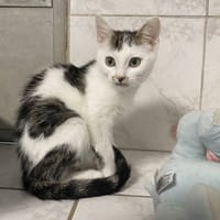 AGUA, chat à adopter