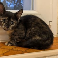 Eclipse, chatte à adopter