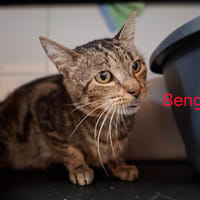 Bengal, chat à adopter