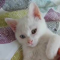 MAXIMUS, chat à adopter