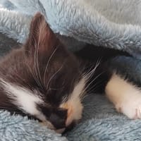 PERLE, chatte à adopter