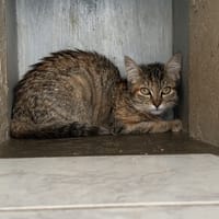 TOAD, chatte à adopter