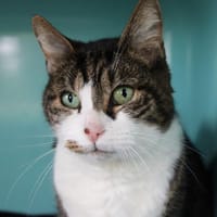 Oops, chat à adopter