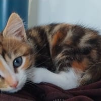 AMBRE (réservée), chatte à adopter