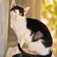 Raya, chatte à adopter