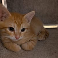 Sablé, chat à adopter