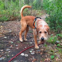 OAA20117 WOODY, chien à adopter