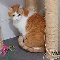 MELON, chat à adopter