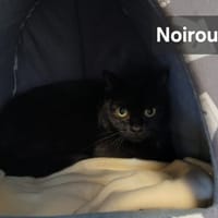 Noiroux, chat à adopter