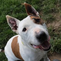 RONDOUDOU, chien à adopter