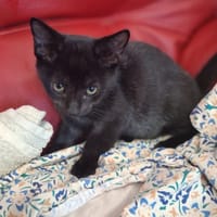 Hikari, chat à adopter