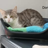 DONUT, chat à adopter