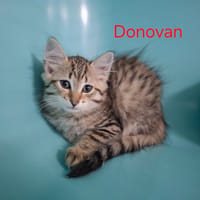 Donovan, chat à adopter