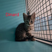 Dinard, chat à adopter