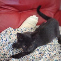 Nao, chat à adopter