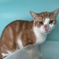 scar, chat à adopter