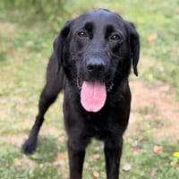 Bilbon CAA15982, chien à adopter