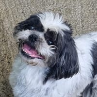 Micky, chien à adopter