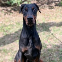 Roscoe CAA15983, chien à adopter