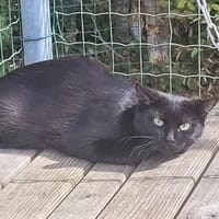 OBSCURE, chatte à adopter