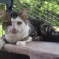 PIMOUSSE, chat à adopter