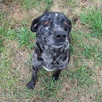 SANDRO, chien à adopter