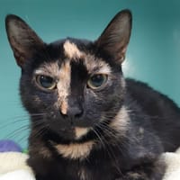 Neva, chatte à adopter