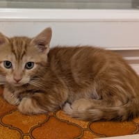 Sirocco, chat à adopter