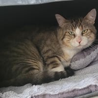 YOYO, chat à adopter