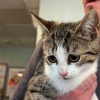 CHICHA, chatte à adopter