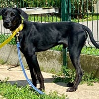 VEGAS, chien à adopter