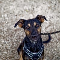 Ella, chienne à adopter
