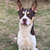 Pinto CAA15985, chien à adopter