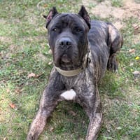 Foolek CAA15984, chien à adopter
