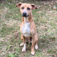 simba CAA15981, chien à adopter