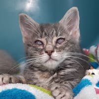 Bulle, chatte à adopter