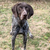 Varlo CAA15986, chien à adopter