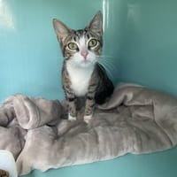 shenzi, chatte à adopter