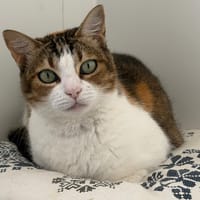 Tchiun, chatte à adopter
