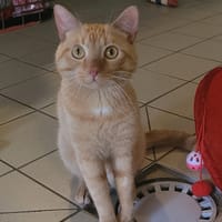 RACKAM, chat à adopter