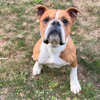 Romeo CAA15988, chien à adopter