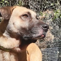 Tex, chien à adopter