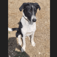 BROUKY, chien à adopter