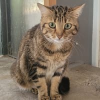 ZARA, chatte à adopter
