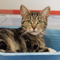 ELLARIA PAB29049, chatte à adopter
