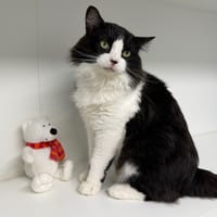 wilson, chat à adopter