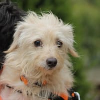 BANDIT, chien à adopter